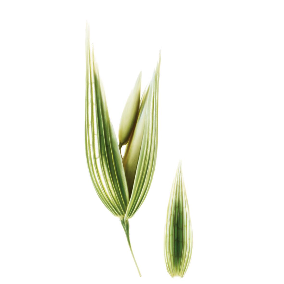 Botaniczna ilustracja Opakowanie Owies